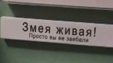 Змея живая! Просто вы заебали