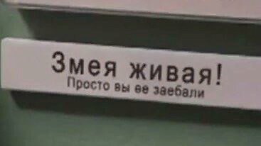 Змея живая! Просто вы заебали