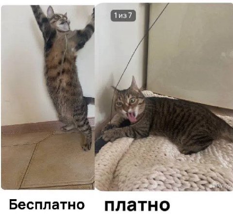 4 Бесплатно платно