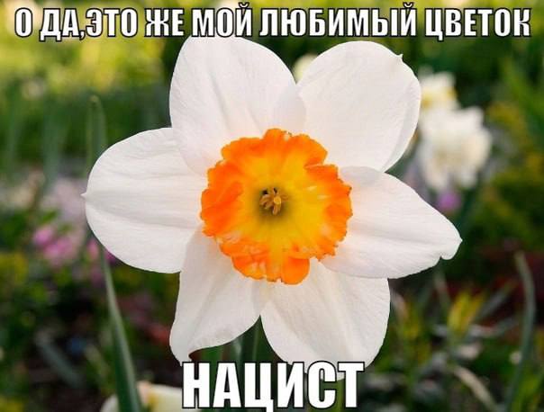 МОИ ЛЮБИМЫИЦВЕТОН a НАЦИСТ