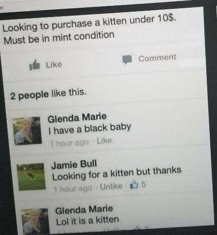 Looking to purchase а kitten under 10$. Must be in mint condition Like 2 people like this. Glenda Marie have a black baby Like Jamie Bull Looking for a kitten but thanks ago Unlike 5 Glenda Marie Lol 