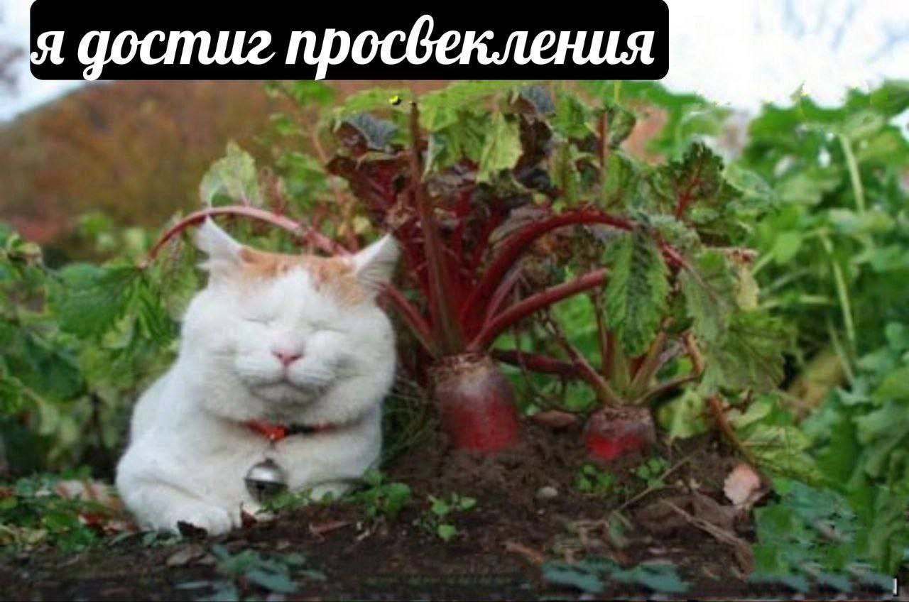 я достиг просвекления