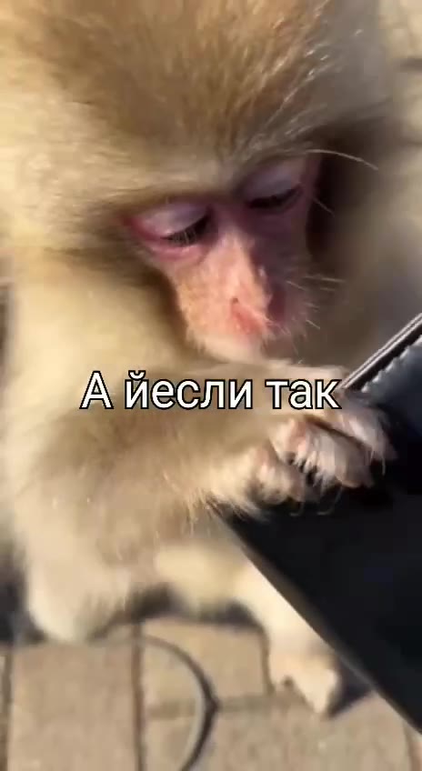 Риеслиа Я