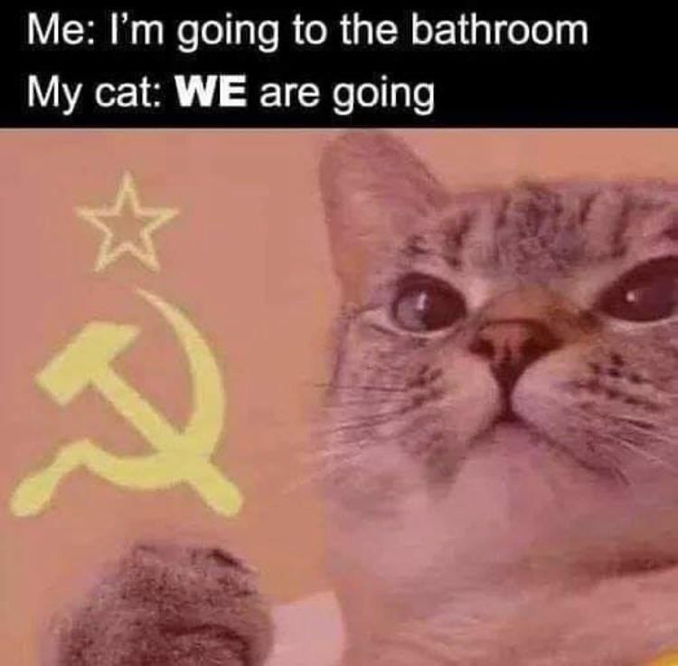 Me: going to the bathroom My cat: WE are going
