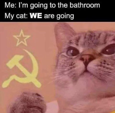 Me: going to the bathroom My cat: WE are going