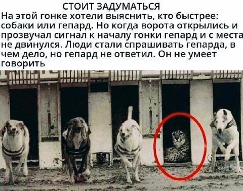 СТОИТ ЗАДУМАТЬСЯ На этои гонке хотели выяснить, кто быстрее: собаки или гепард. Но когда ворота открылись и прозвучал сигнал к началу гонки гепард и с места не двинулся. Люди стали спрашивать гепарда,