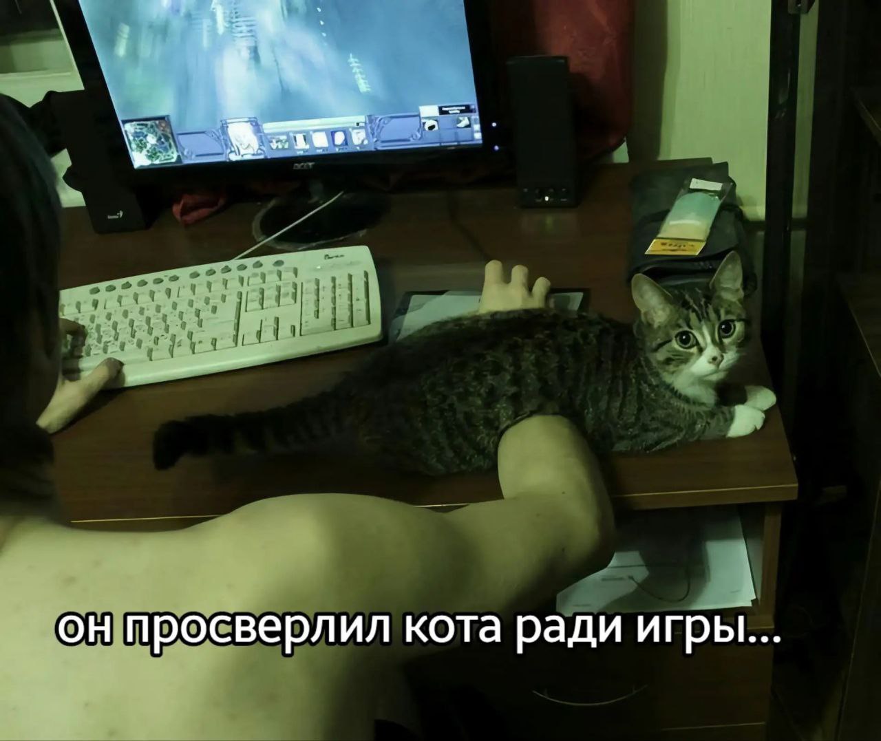 просверлил кота ради игры...