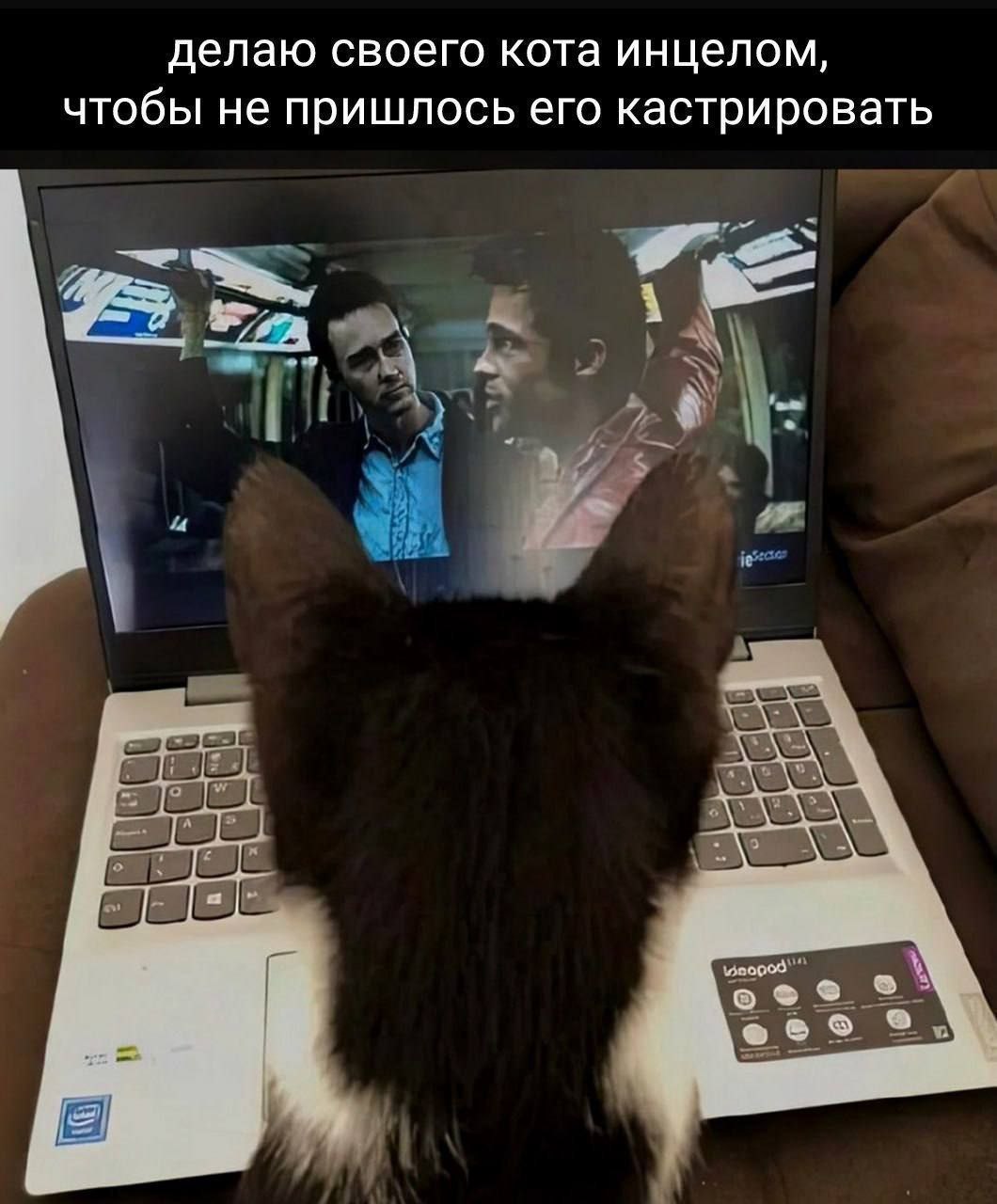 делаю своего кота инцелом, чтобы не пришлось его кастрировать