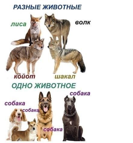РАЗНЫЕ ЖИВОТНЫЕ лиса волк коиот шакал ОДНО ЖИВОТНОЕ собака собака бак #2