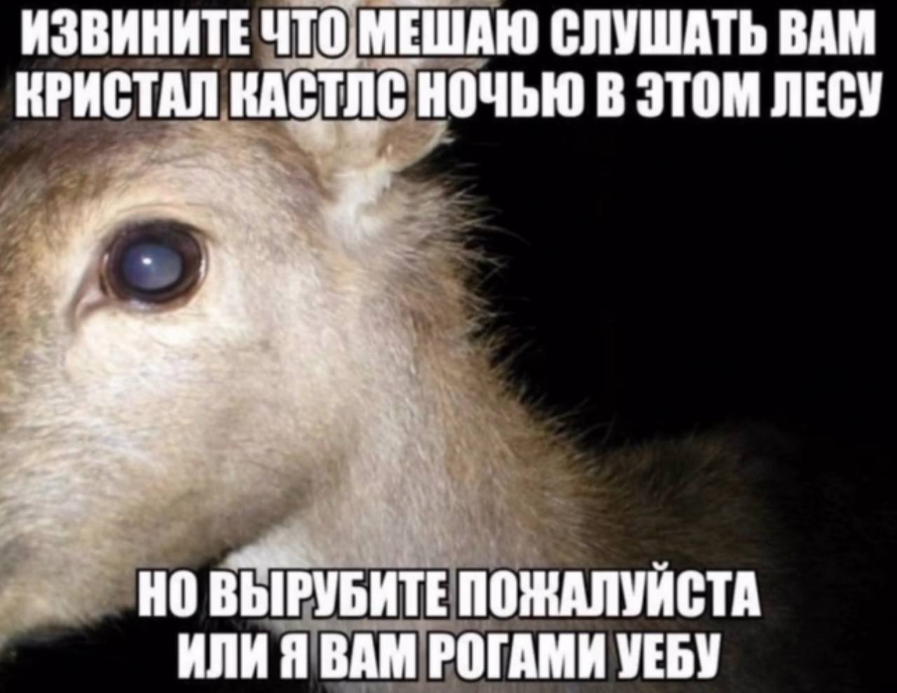 ИЗВИНИТЕ ЧТО МЕШАЮ СЛУШАТЬ ВАМ КРИСТАЛ КАСТЛС НОЧЬЮ В ЭТОМ ЛЕСУ НО ВЫРУБИТЕ ПОЖАЛУЙСТА ИЛИ Я ВАМ РОГАМИ УЕБУ