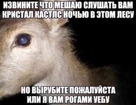 ИЗВИНИТЕ ЧТО МЕШАЮ СЛУШАТЬ ВАМ КРИСТАЛ КАСТЛС НОЧЬЮ В ЭТОМ ЛЕСУ НО ВЫРУБИТЕ ПОЖАЛУЙСТА ИЛИ Я ВАМ РОГАМИ УЕБУ
