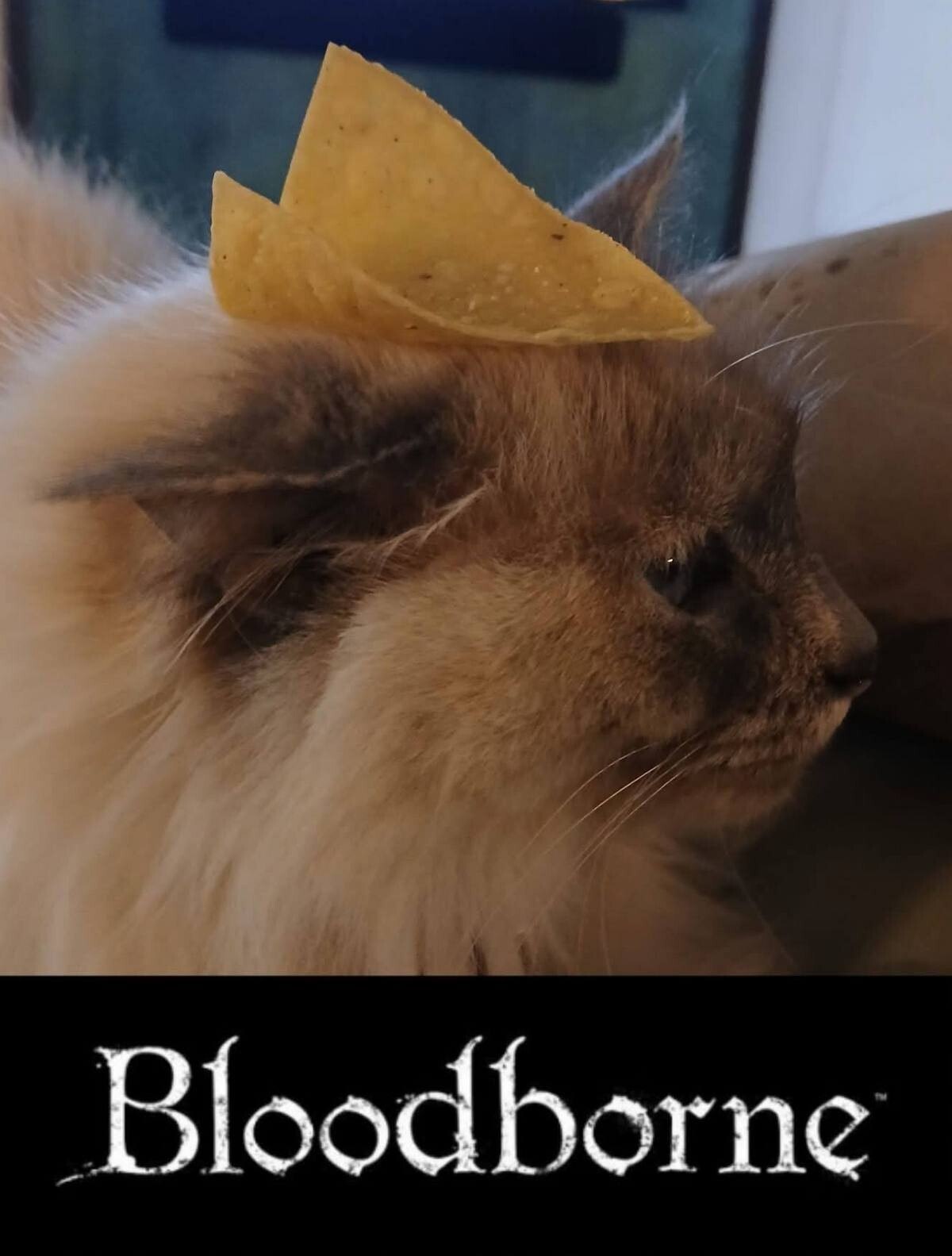Bioodberne