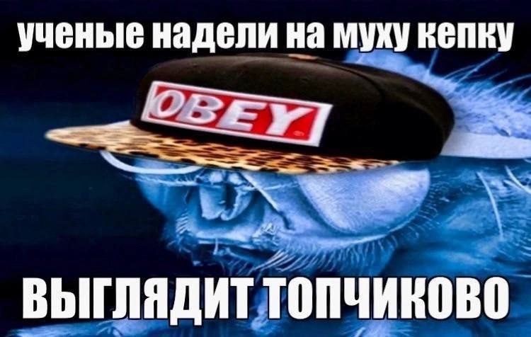 ученые надели на муху ВЫГЛЯДИТ топчиково