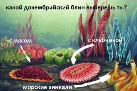 A какой докембрийский блин выберешь ты? с клубни о A морские хинкали