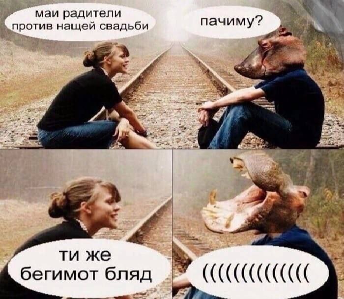 маи радители против нащей свадьби A ana же бегимот бляд