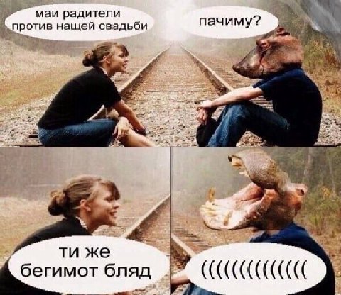 маи радители против нащей свадьби A ana же бегимот бляд