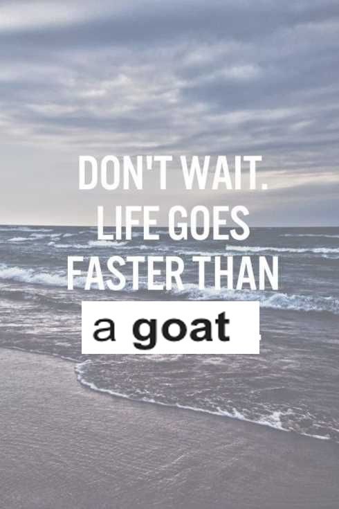 а goat
