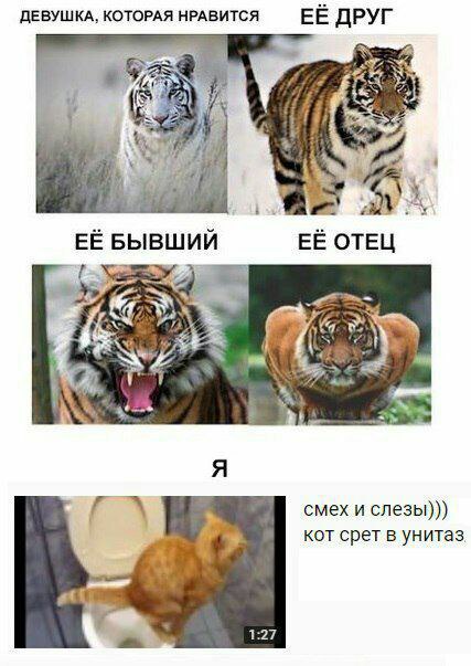 ДЕВУШКА, КОТОРАЯ НРАВИТСЯ ЕЁ ДРУГ FEO TELL БЫВШИЙ смех и слезы))) кот срет в унитаз