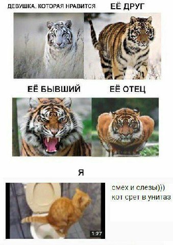 ДЕВУШКА, КОТОРАЯ НРАВИТСЯ ЕЁ ДРУГ FEO TELL БЫВШИЙ смех и слезы))) кот срет в унитаз