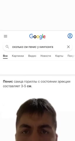 Пенис самца гориллы © состоянии эрекции сколько ситен уютом = Х bce они важо Нити Куты fh