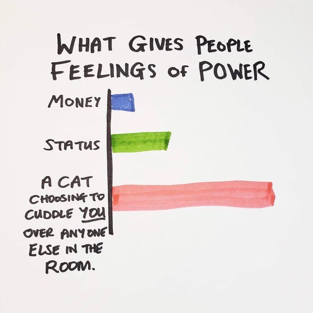 WHAT GIVES FEELINGS of POWER STATUS TO A CAT OVER ANYONE ELSE THE Room