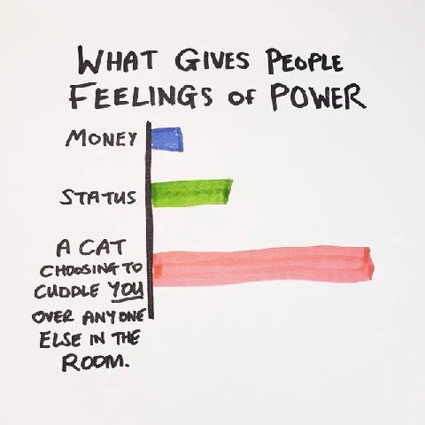 WHAT GIVES FEELINGS of POWER STATUS TO A CAT OVER ANYONE ELSE THE Room