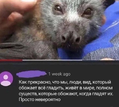 у Как прекрасно, что мы, люди, вид, который обожает всё гладить, живет в мире, полном существ, которые обожают, когда гладят Просто невероятно
