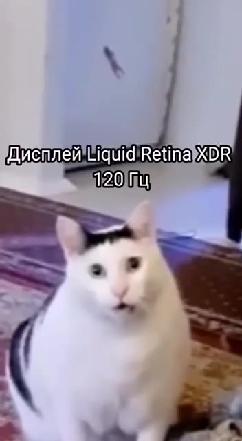 дисплей ащавВентахрв Педец\блж*ь!