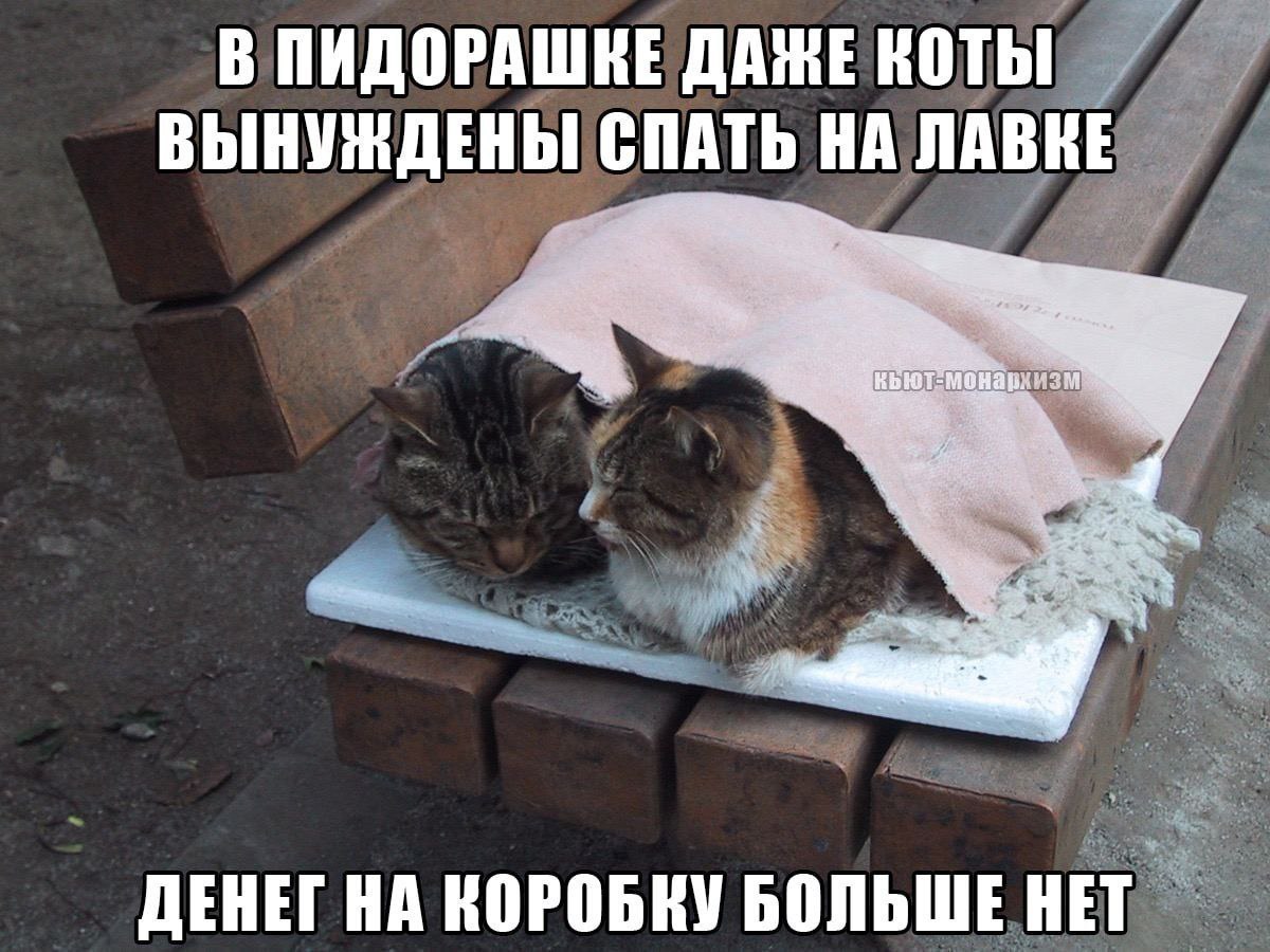 В ДАЖЕ КОТЫ и ВЫНУЖДЕНЫ СПАТЬ НА ЛАВКЕ ДЕНЕГ НА КОРОБКУ БОЛЬШЕ НЕТ
