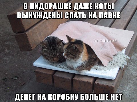 В ДАЖЕ КОТЫ и ВЫНУЖДЕНЫ СПАТЬ НА ЛАВКЕ ДЕНЕГ НА КОРОБКУ БОЛЬШЕ НЕТ