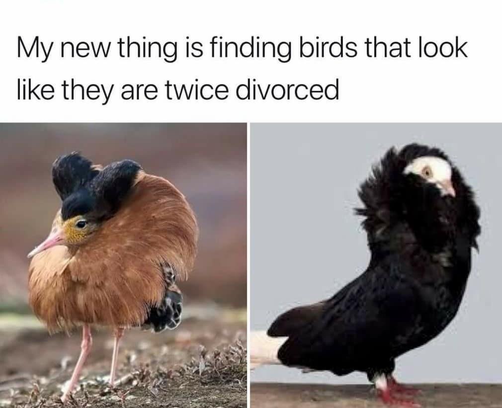 My new thing is finding birds that look like they are twice divorced 9: