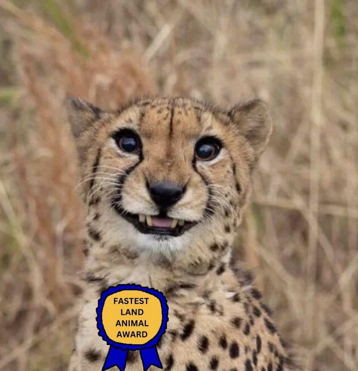 at Ret A FASTEST LAND ANIMAL AWARD