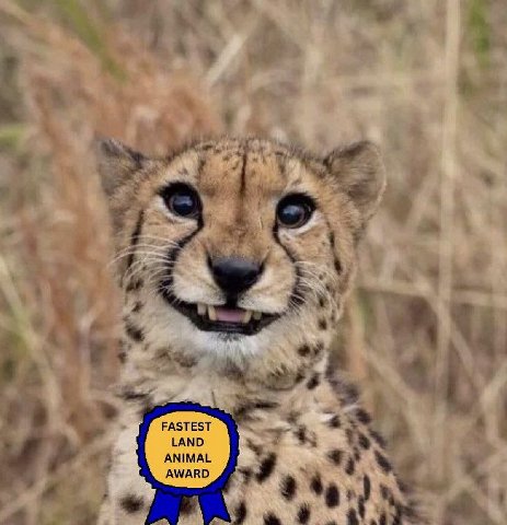 at Ret A FASTEST LAND ANIMAL AWARD
