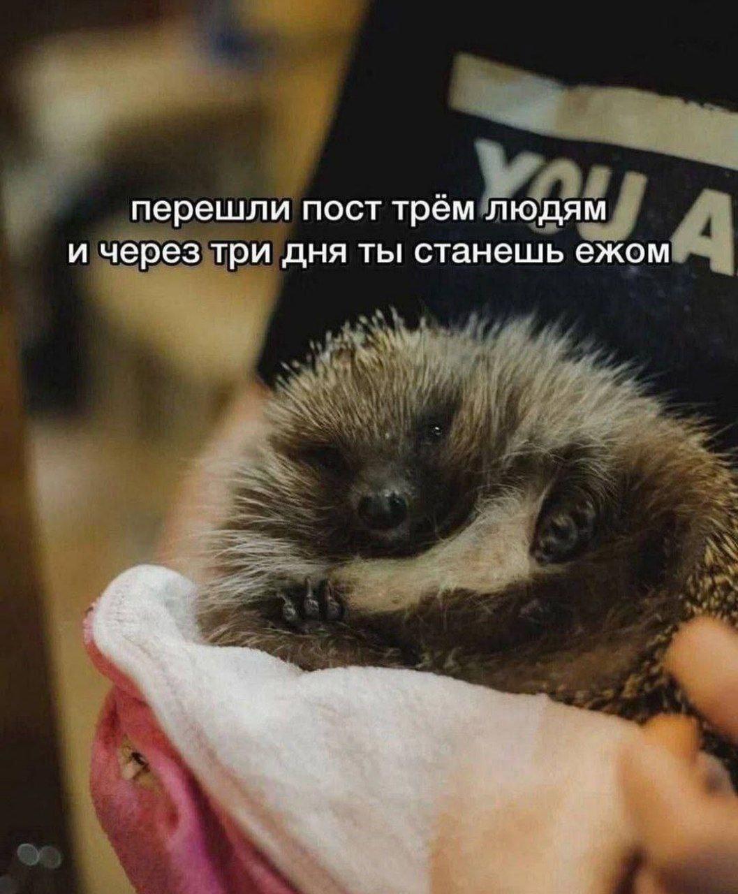 перешли пост трём людям и через три дня ты станешь ежом