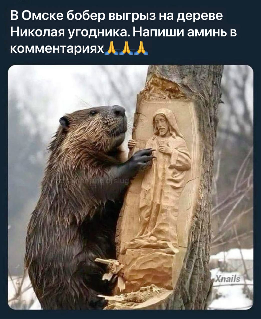 В Омске бобер выгрыз на дереве Николая угодника Напиши аминь в комментариях