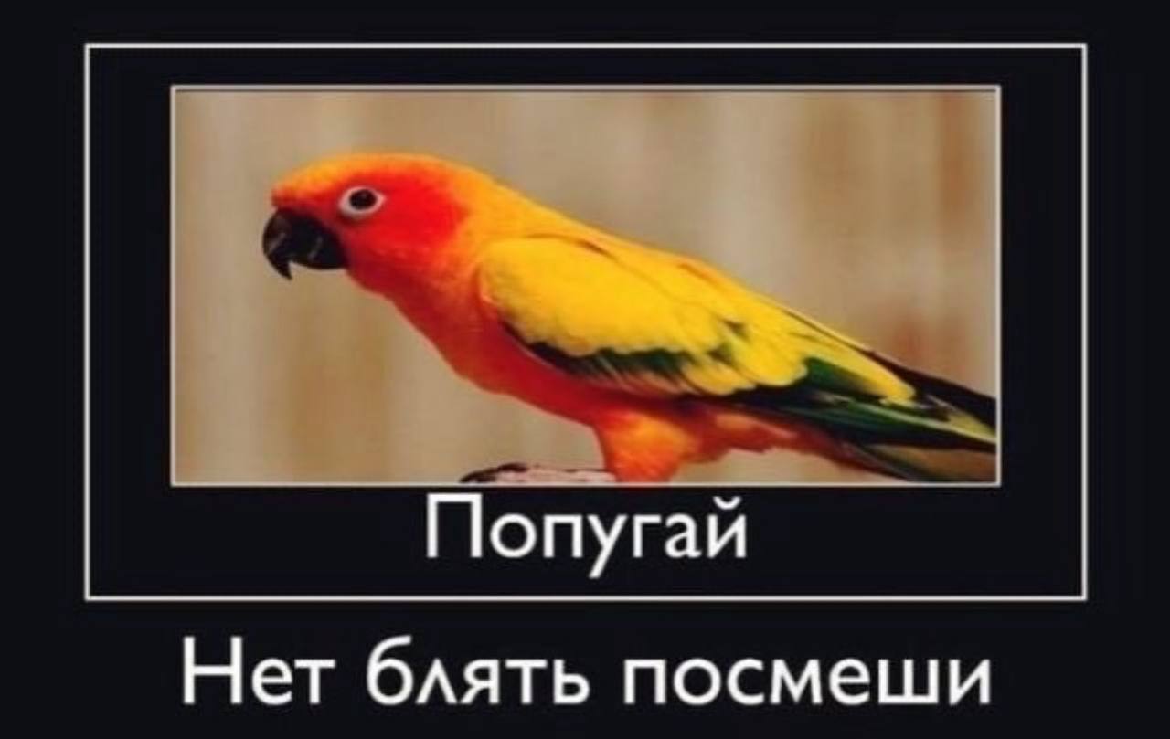 Попугай Нет блять посмеши