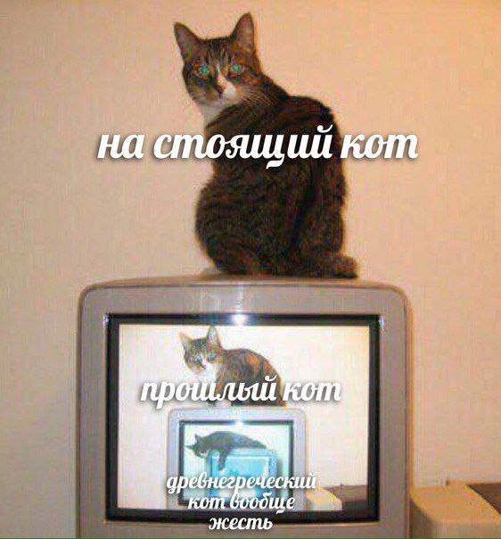 на стоящий кот