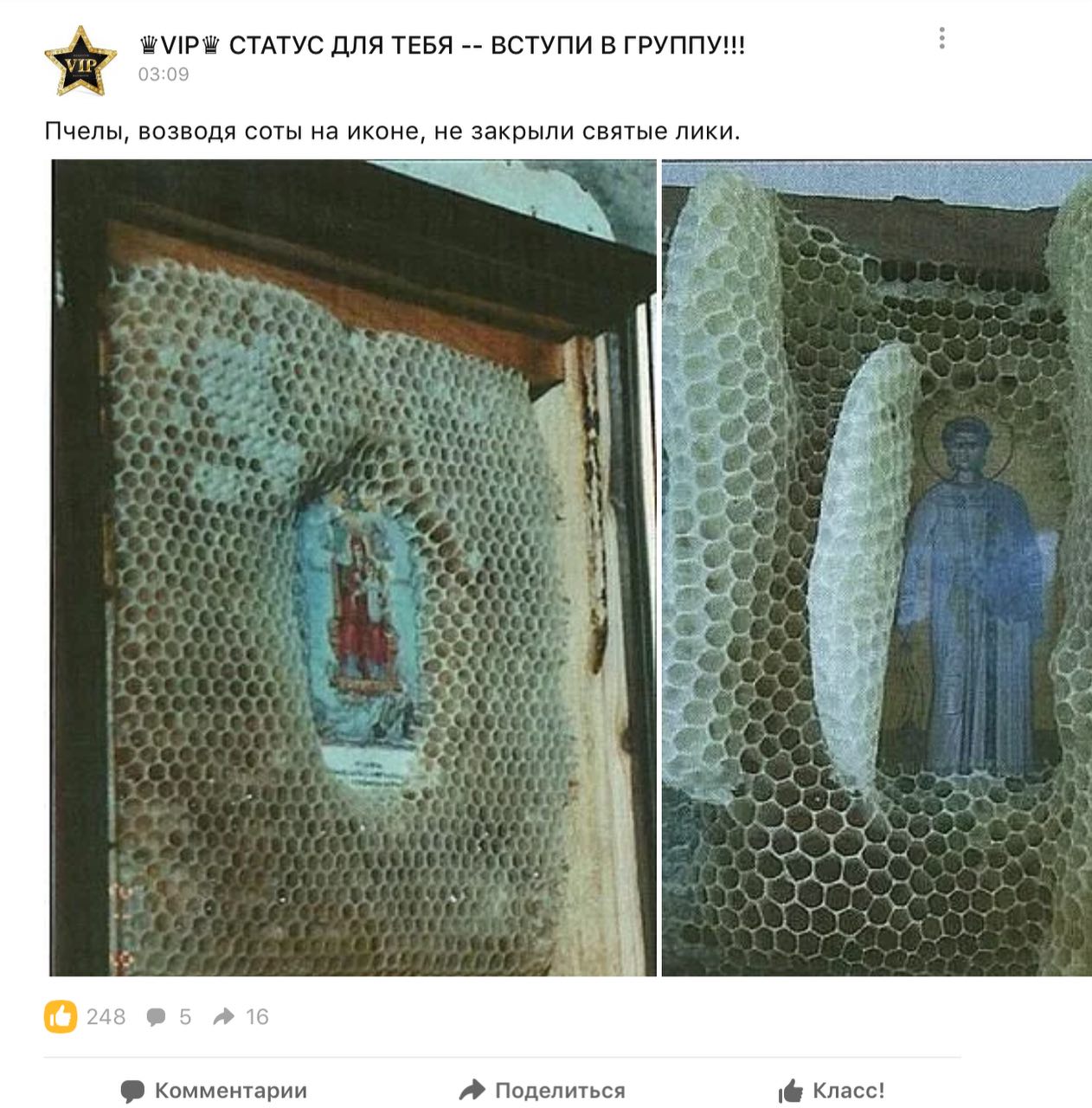 Пчелы христиане