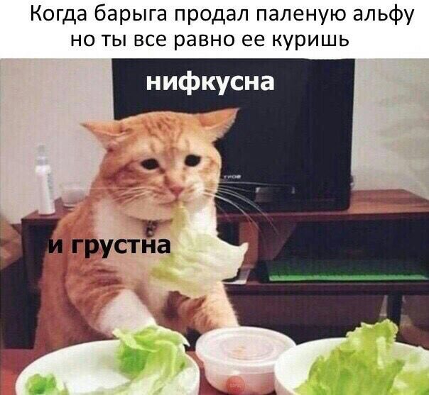 Когда барыга продал паленую альфу но ты все равно ее куришь нифкусна 4 грустна 4