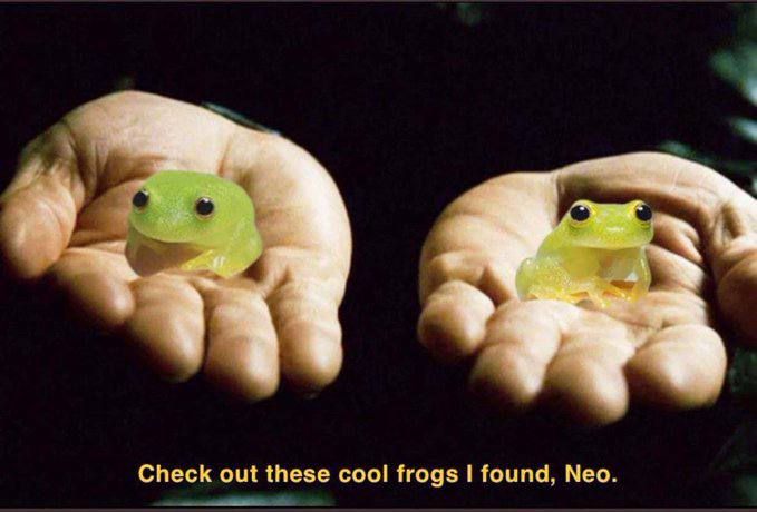 Check out these cool frogs found, Neo.