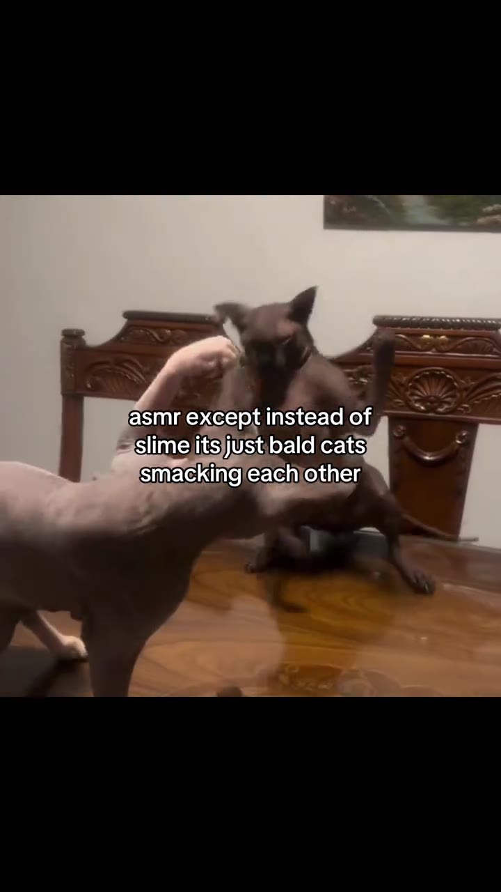 smackingjeach other, i if slimejits)Ustbald{cats: asmr except instead of» ^^ ыы Slime jitsjjUstibald cats at smacking eachjother Slime its just baldicats racking eachlother