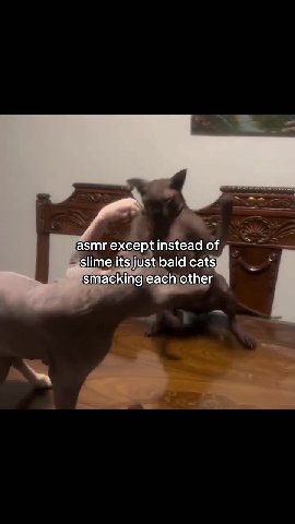 smackingjeach other, i if slimejits)Ustbald{cats: asmr except instead of» ^^ ыы Slime jitsjjUstibald cats at smacking eachjother Slime its just baldicats racking eachlother