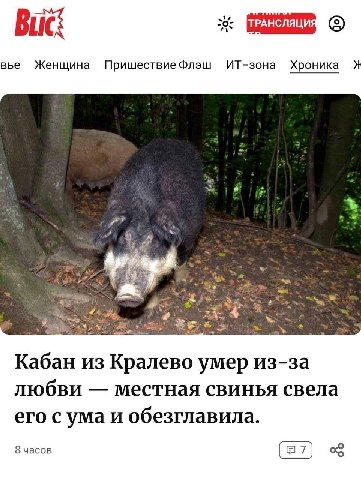 ВИС вье Женщина Пришествие Флэш ИТ-зона Хроника tom Кабан из Кралево умер из-за любви местная свинья свела его с ума и обезглавила. 8 часов