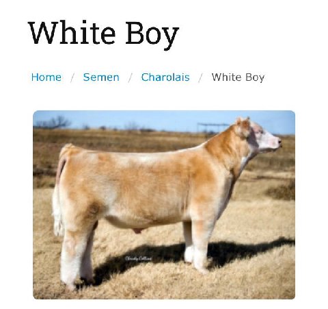 White В Ноте Semen Charolais White Boy у a 5 4 к uve