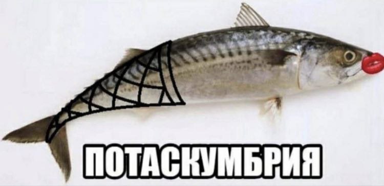 sic a