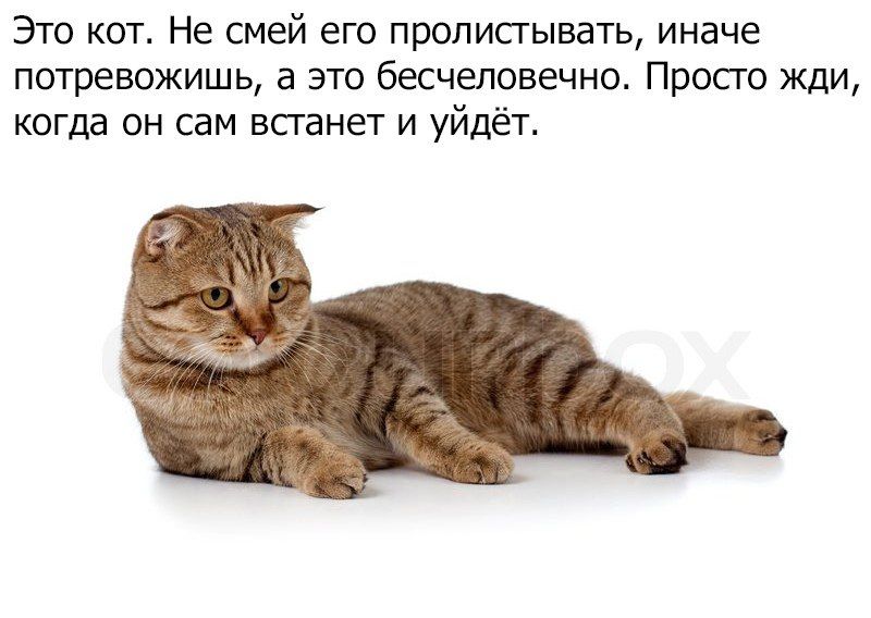 Это кот. Не смей его пролистывать, иначе потревожишь, а это бесчеловечно. Просто жди, когда он сам встанет и уйдёт.