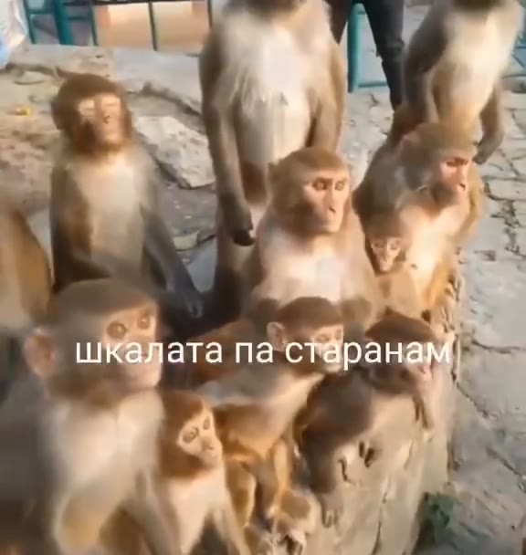 шкалата старанам 4