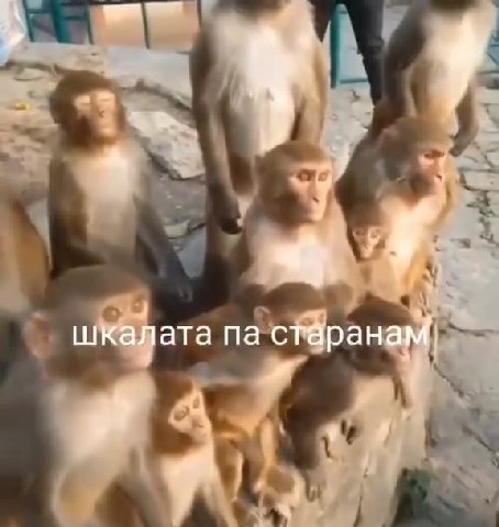 шкалата старанам 4