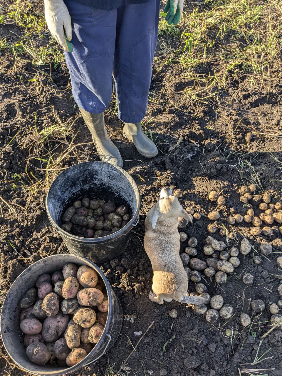 вчера был пропущен ежедневный стрик стрисов по причине potato harvesting.