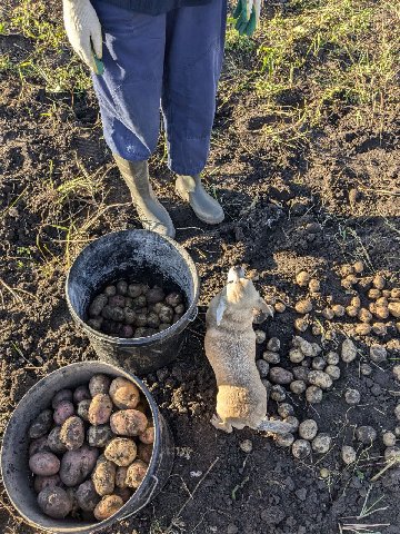 вчера был пропущен ежедневный стрик стрисов по причине potato harvesting.